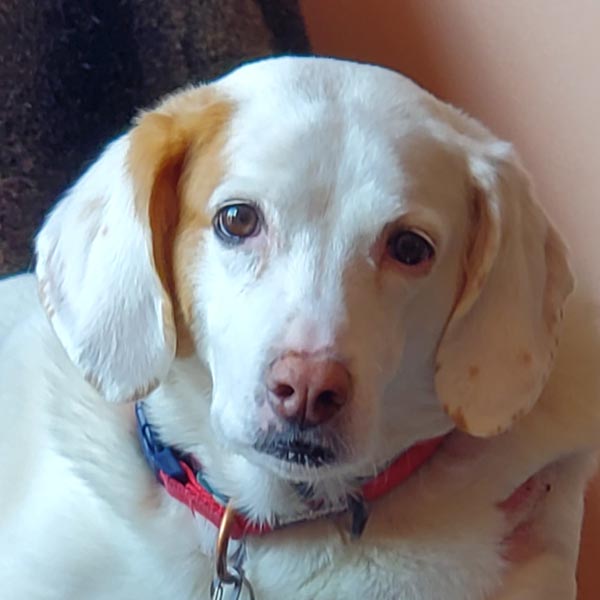 Mayor Candy Allamuchy Dog Park