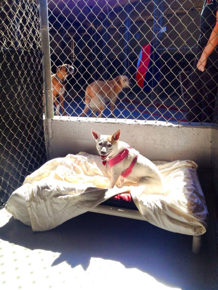 Dog Boarding For Reactive Dogs Benefits Of Dog Boarding › Triple Dog Film