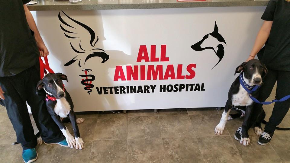 All Animals Veterinary Hospital Calabasas