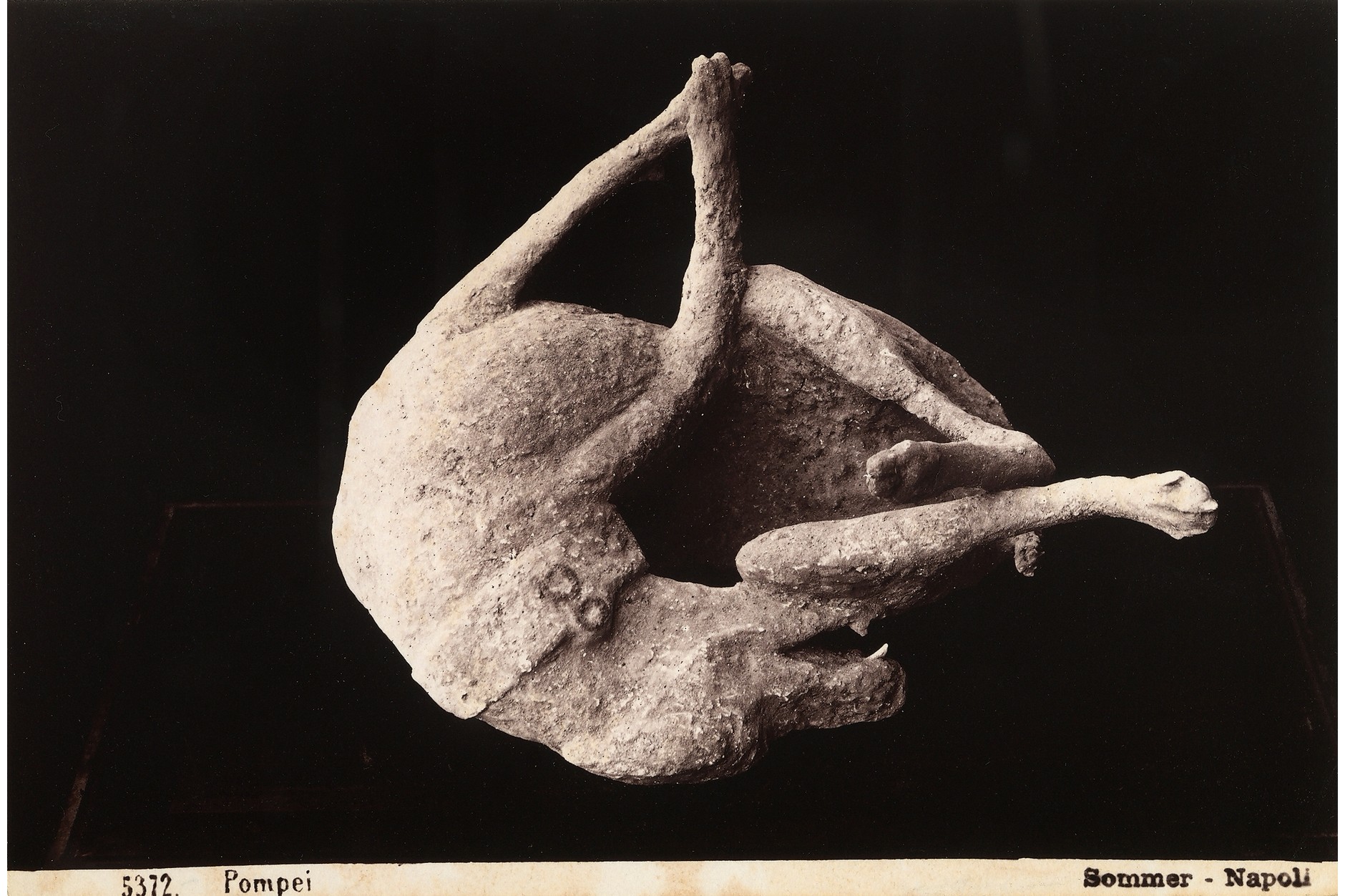 The Dog From Pompei