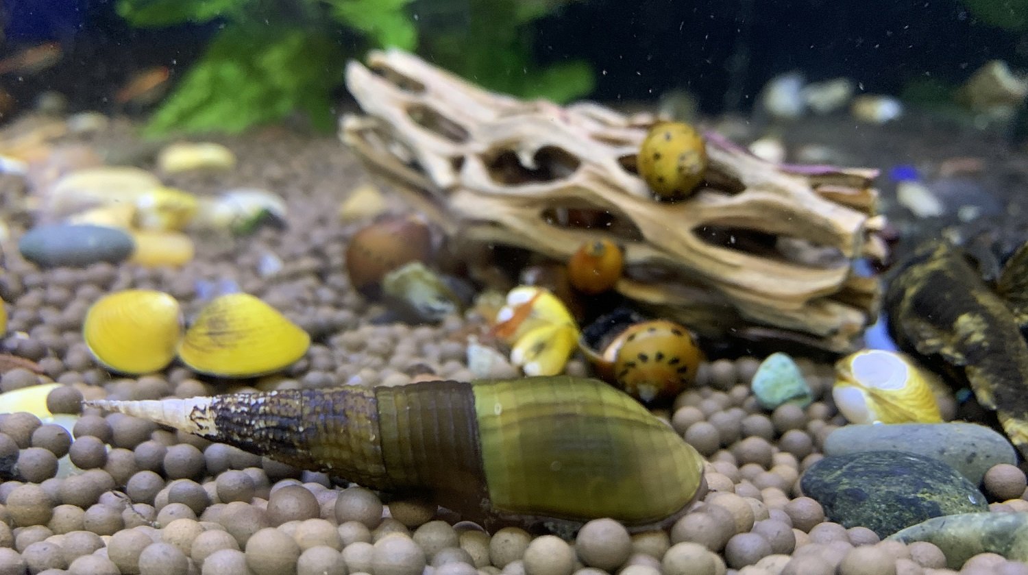 Caring for Different Types of Freshwater Snails Allan's Pet Center