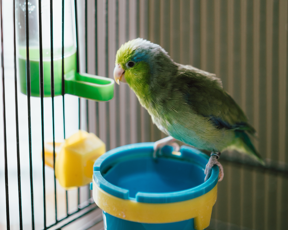 The 5 Best Pet Birds For Living in the City Allan's Pet Center