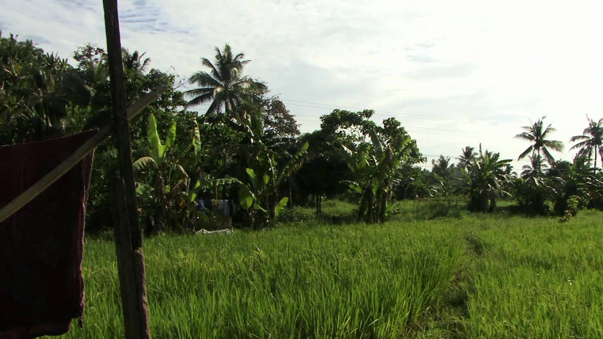 farming All Around Bacolod