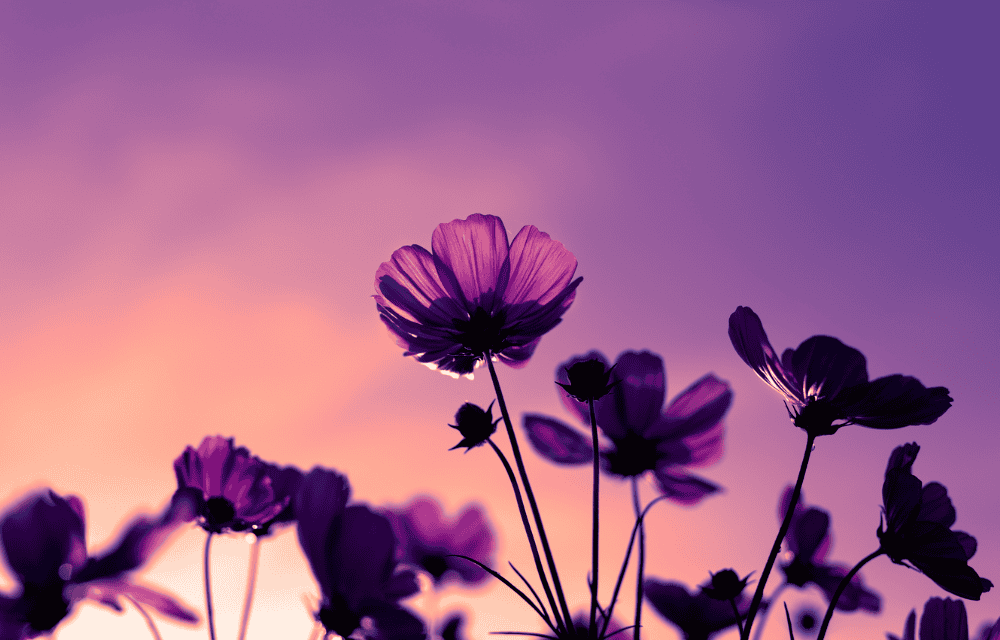 Songs About Flowers A Blooming Musical Journey All Axess