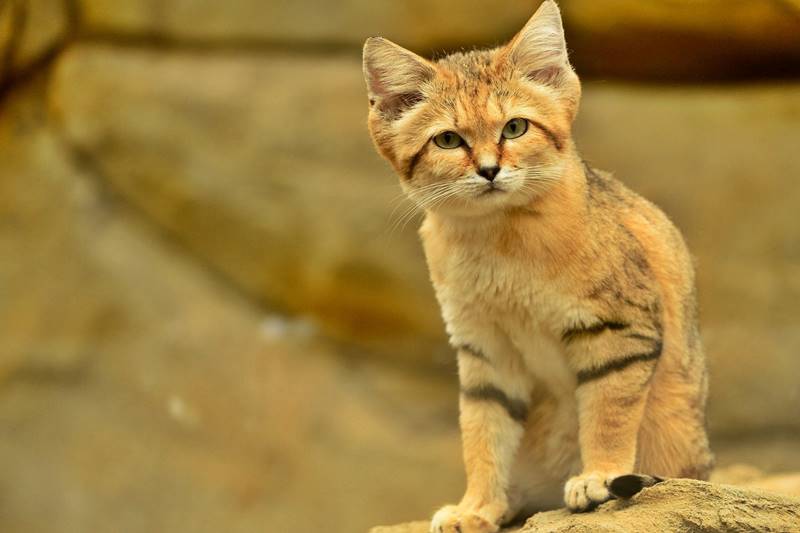 The Cat Family We Should Know SafariBaliTicket