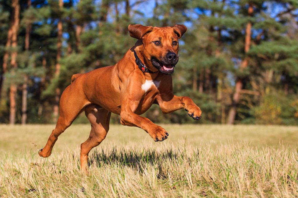 Rhodesian Ridgeback All Big Dog Breeds