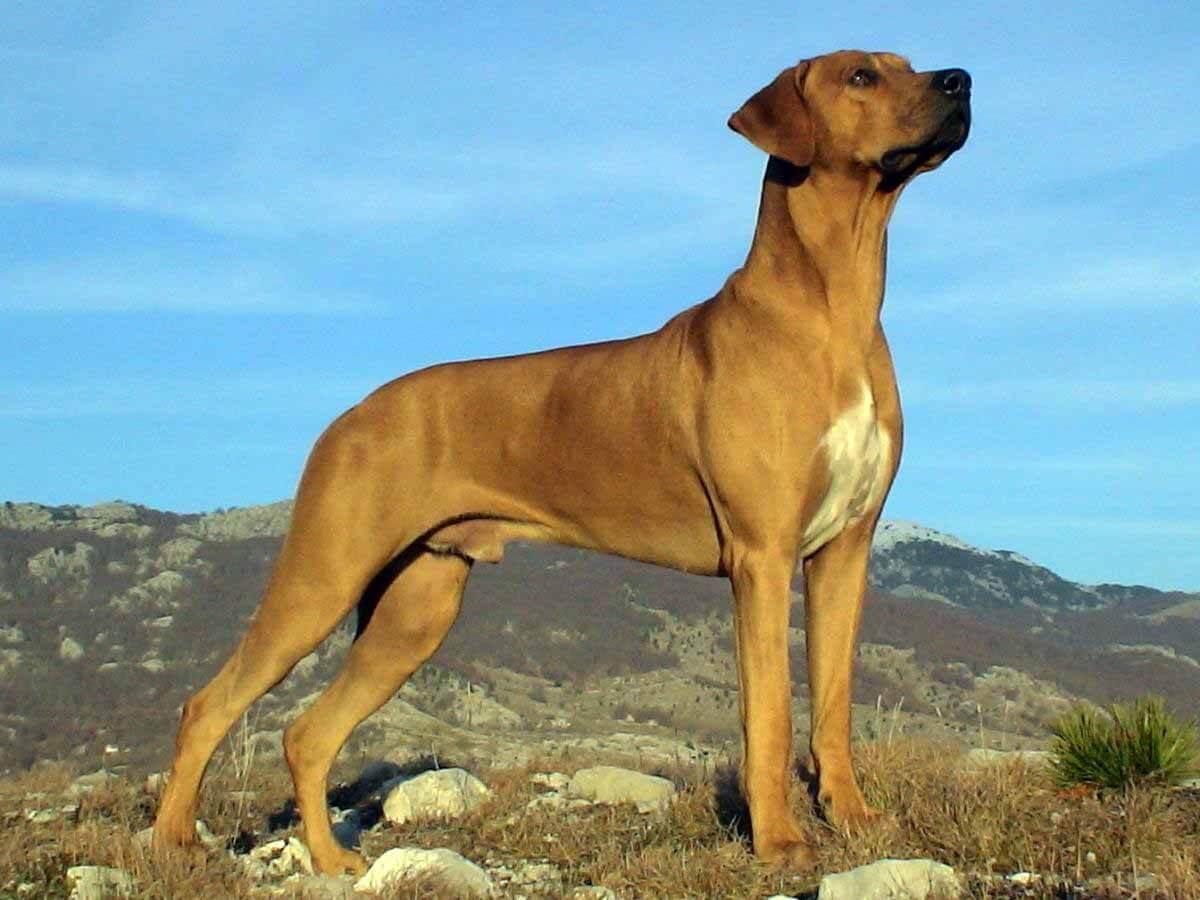 rhodesian ridgeback x great dane
