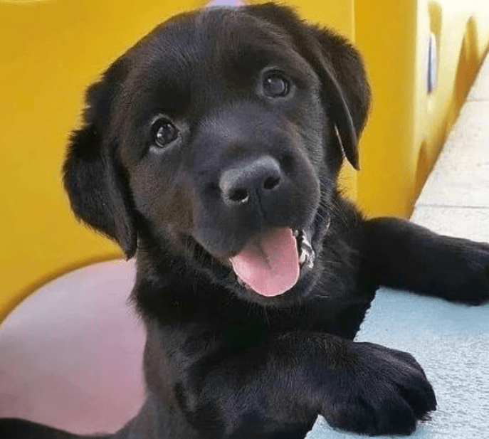 Best Big Dog Breeds for Cats FelineFriendly Large Dog Breeds That Get