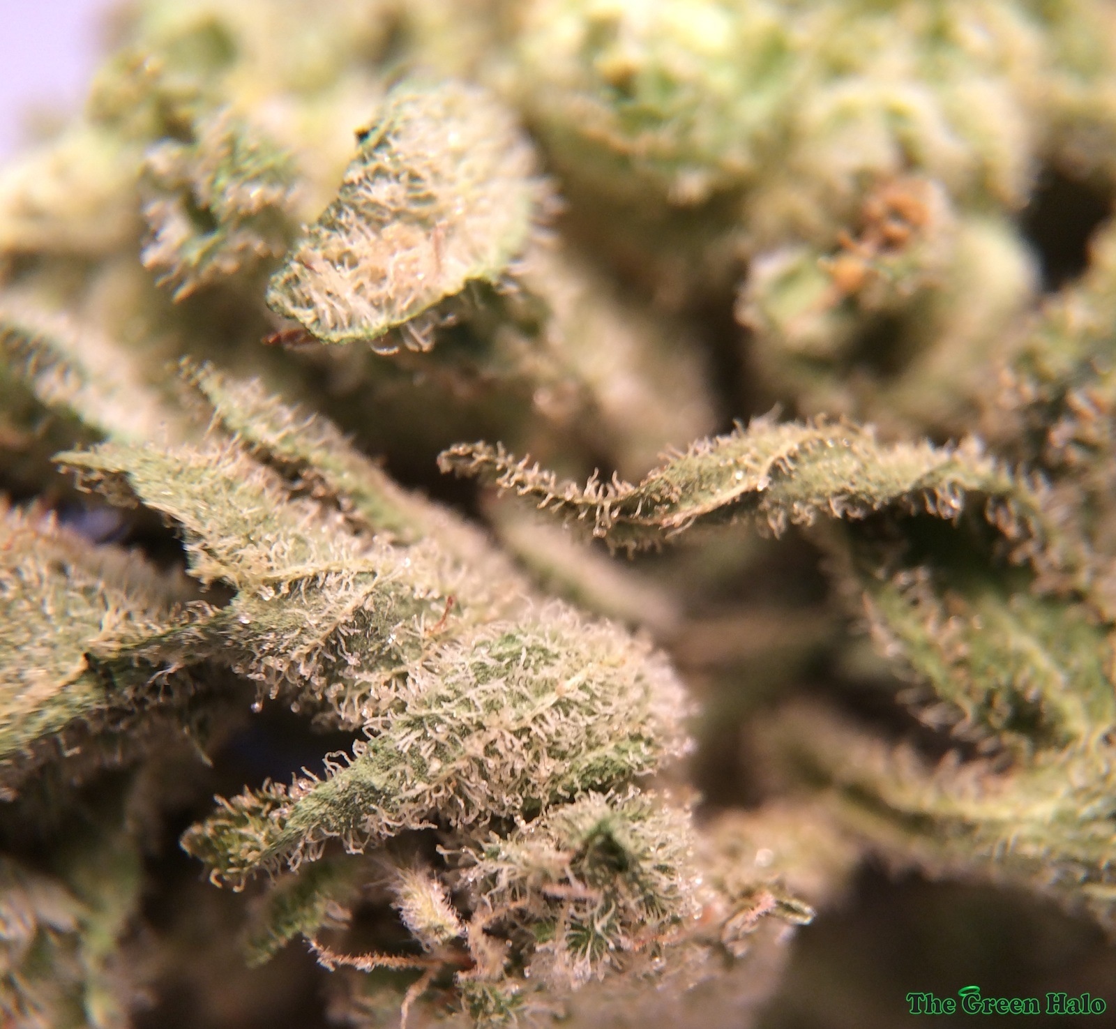 Deep Cheese Marijuana Strain Information & Reviews AllBud