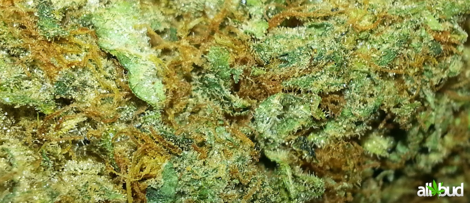 Jillybean Marijuana Strain Information & Reviews AllBud