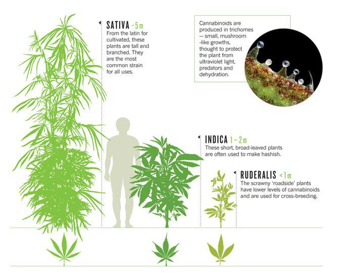 Cannabis Strain Explained Indica, Sativa, Ruderalis AllBud