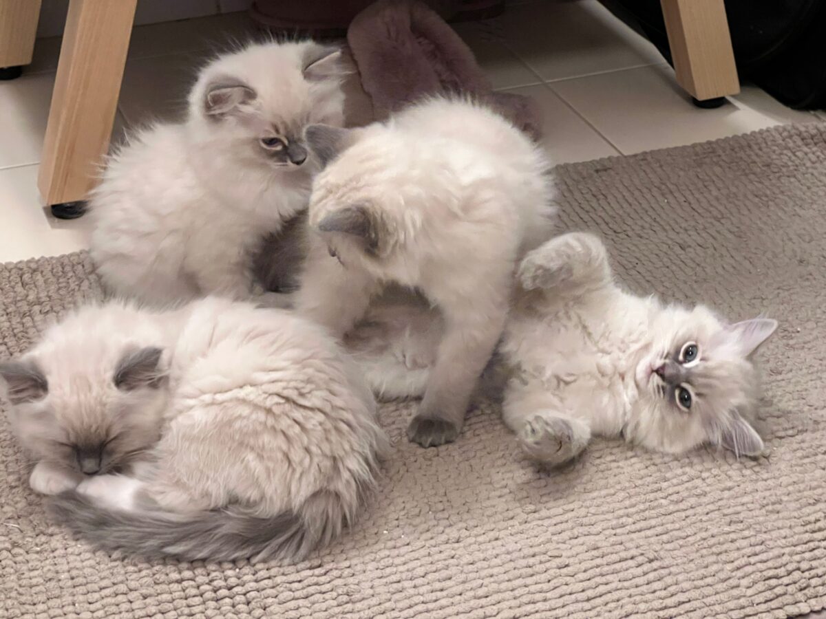 Ragdoll kitten names All Cats Names