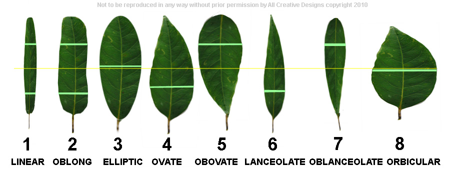Identify Australian Native Tree Species by Leaf Characteristics, Tree