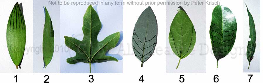 Identify Australian Native Tree Species by Leaf Characteristics, Tree