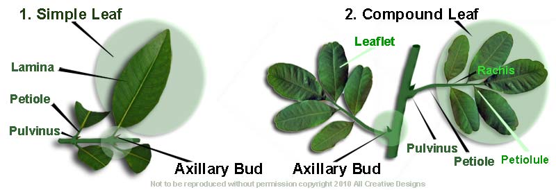 Identify Australian Native Tree Species by Leaf Characteristics, Tree
