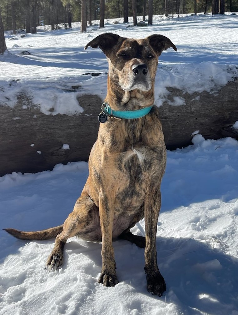 All Creatures Veterinary Clinic Veterinary Services