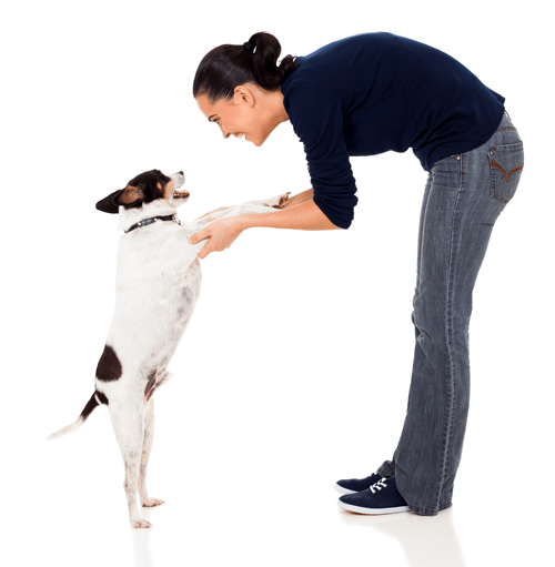 ALL CREATURES PET LODGE Premier Pet Boarding, Daycare, & Grooming in