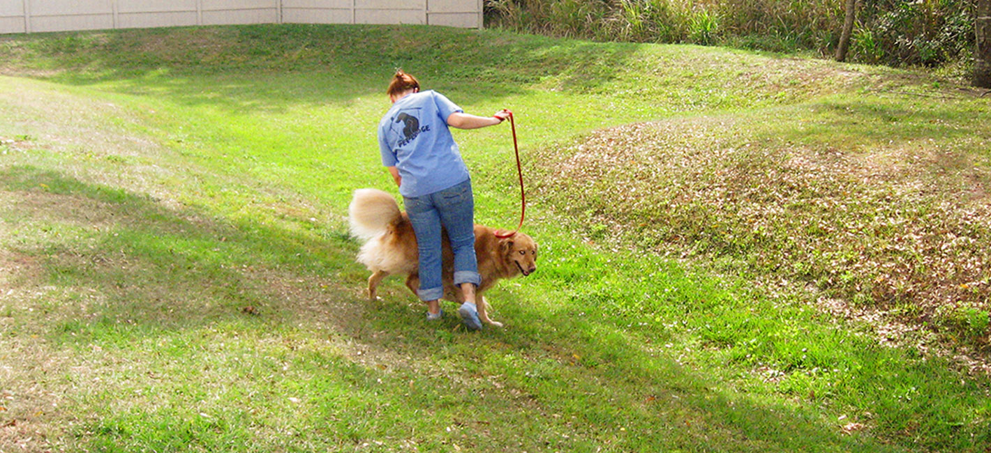 ALL CREATURES PET LODGE Premier Pet Boarding, Daycare, & Grooming in