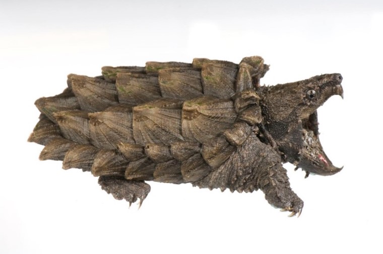 Episode 31 The Prehistoric Alligator Snapping Turtle All Creatures