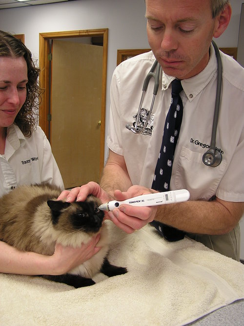 Tonometry Seneca Falls, NY Veterinarian Animal Clinic All Creatures