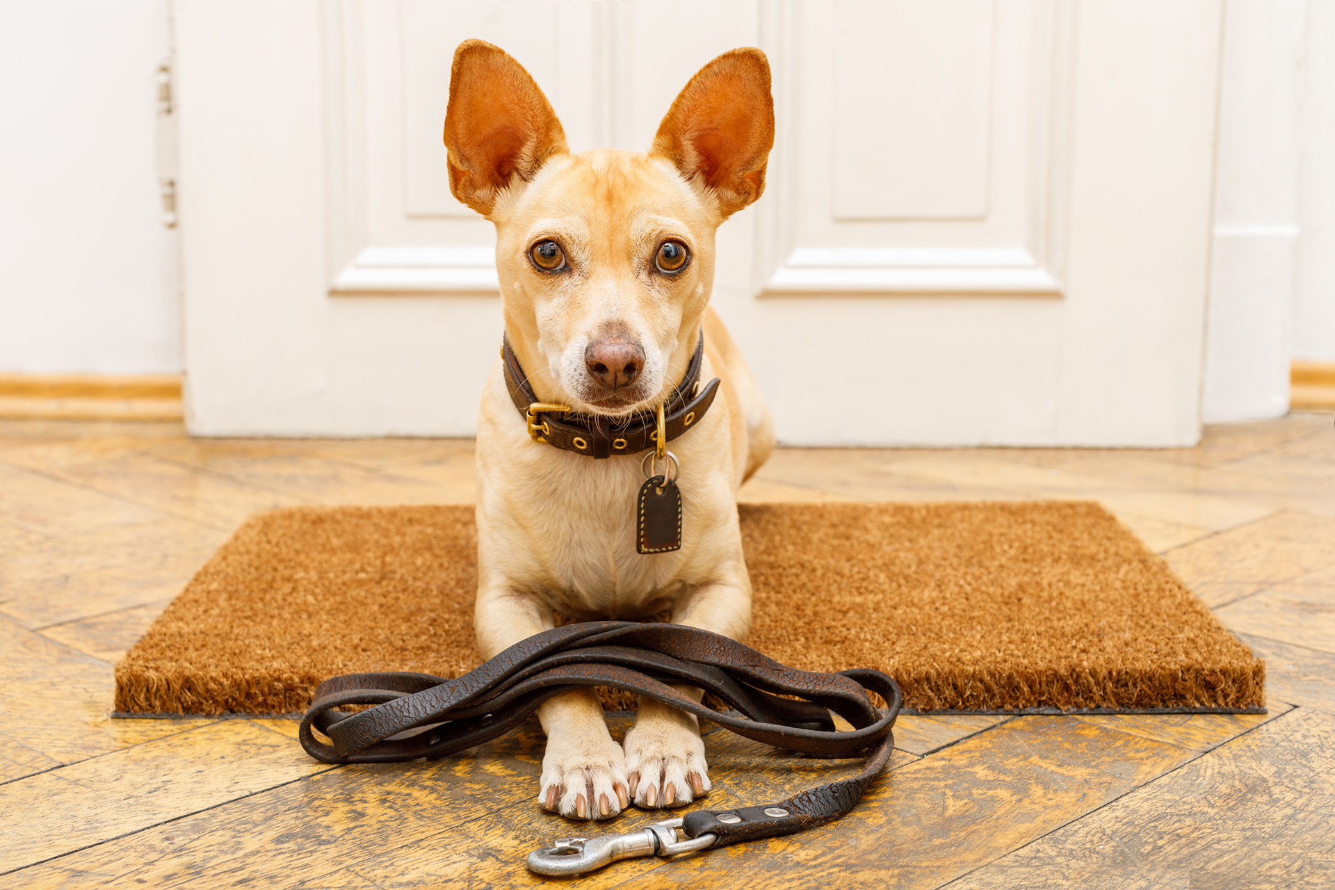 InHouse 11 Training All Day Dog Adventures