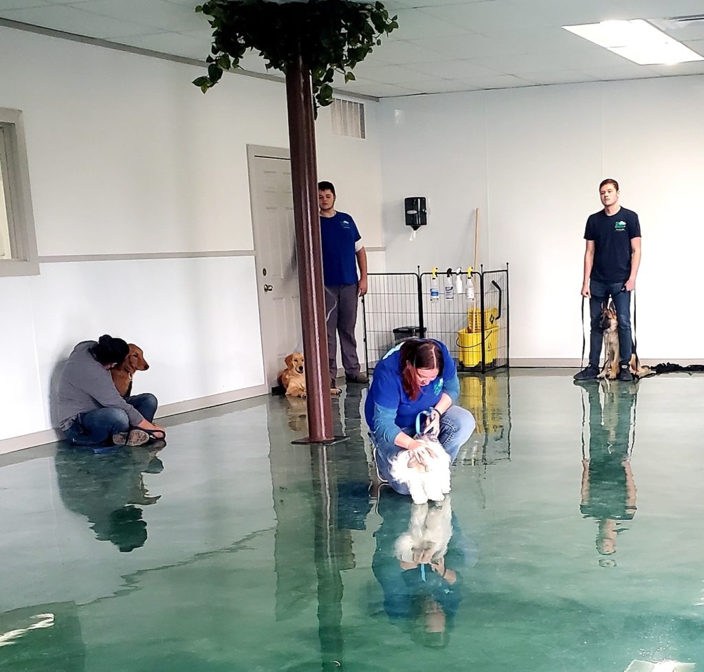 What is Marker Training? ScienceBased System for Training Your Dog