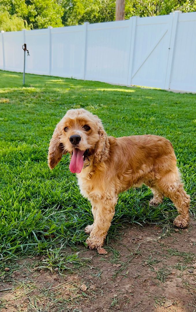 Buddy All Dogs Dream