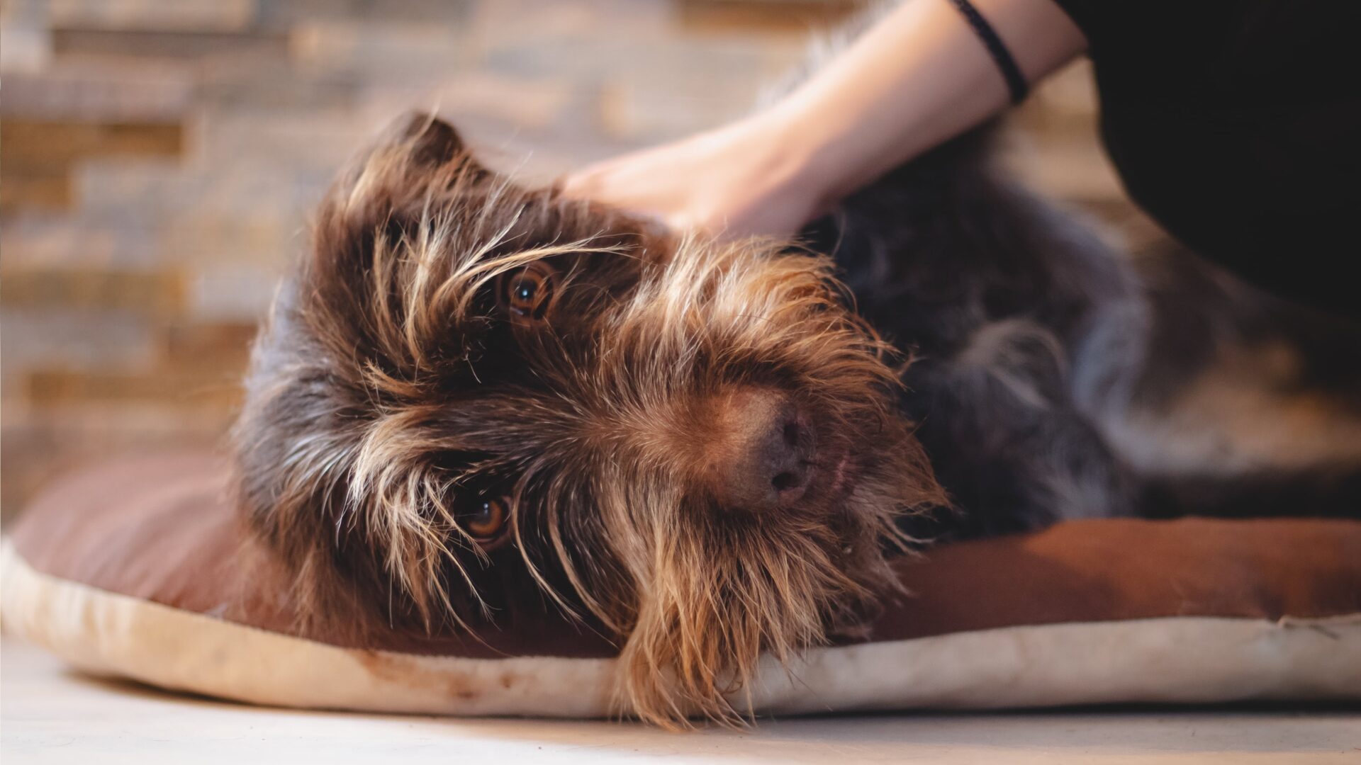 Dog Behavior 101 Why Do Dogs Kick When You Scratch Them? All Dogs Dream