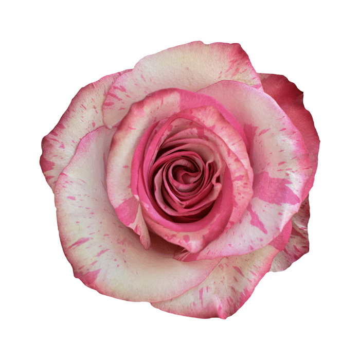 Magic Times Allegro Farms