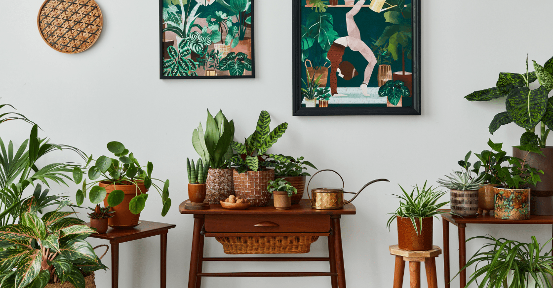 Best Indoor Plants for Apartments in San Diego Allegro Apartments