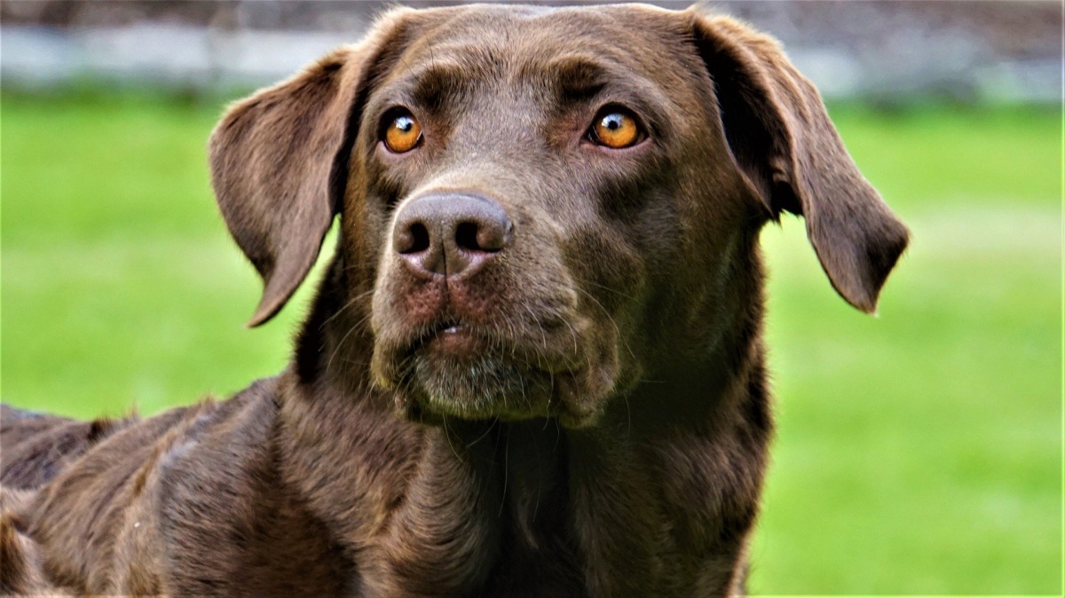 Hund Trotz Allergie Asthma Captions More