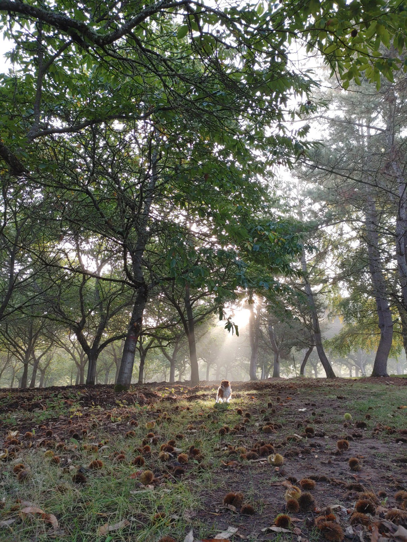 Allen Creek Farm About Us