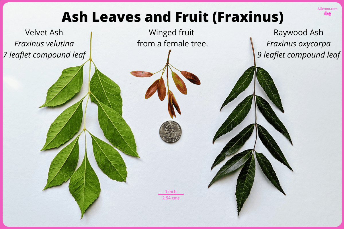 Ash tree allergy (Fraxinus) a quick guide w/ photos. » Allerma™