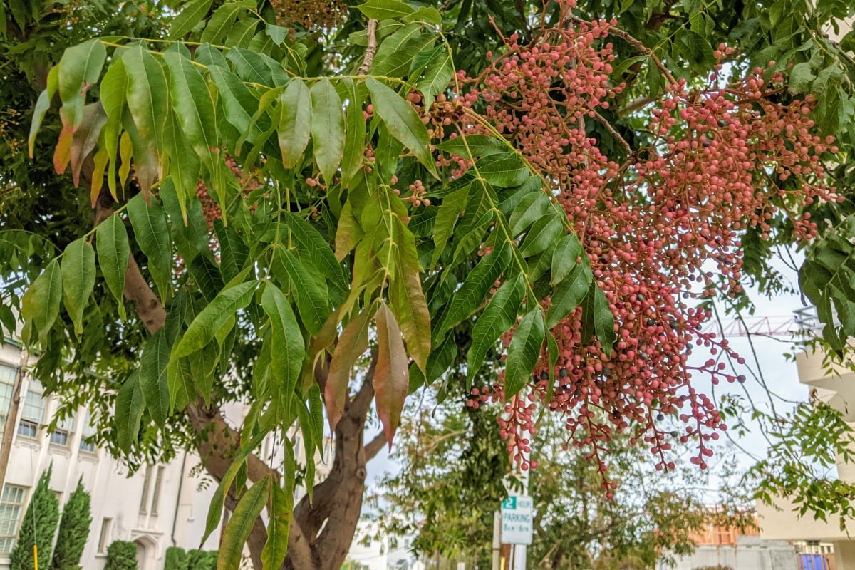 Chinese pistache allergy a quick guide w/ photos. » Allerma™