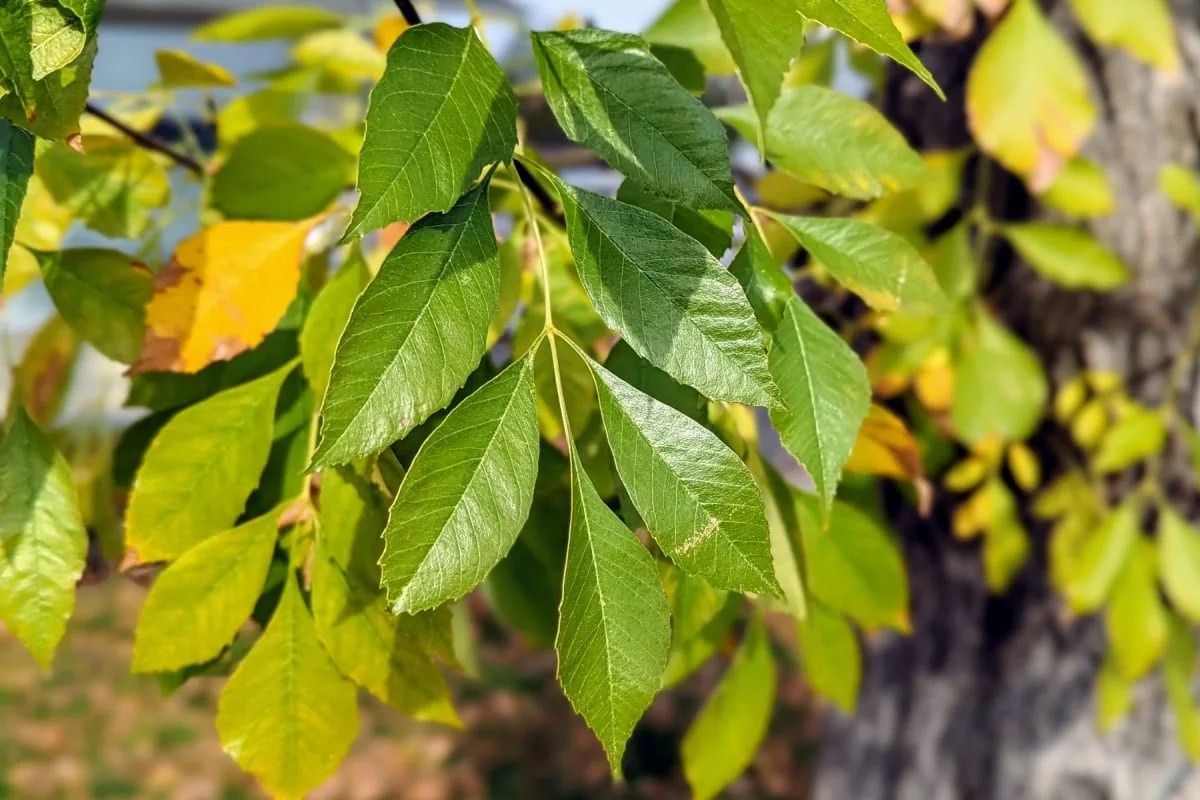 Ash tree allergy (Fraxinus) a quick guide w/ photos. » Allerma™