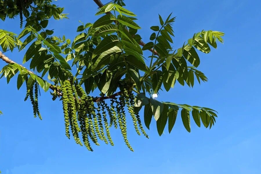 Walnut pollen allergy (Juglans) a quick guide w/ photos. » Allerma™