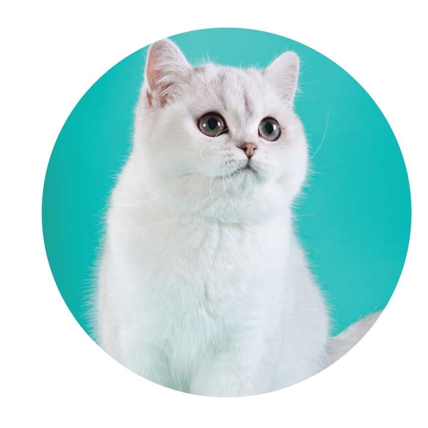 allerpet for cats Allerpet