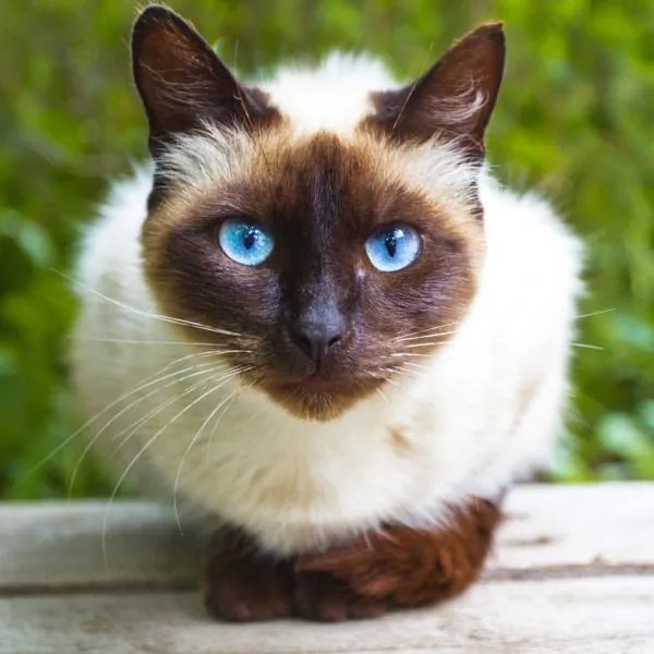 Die 32 beliebtesten Katzenrassen in Deutschland Seite 3