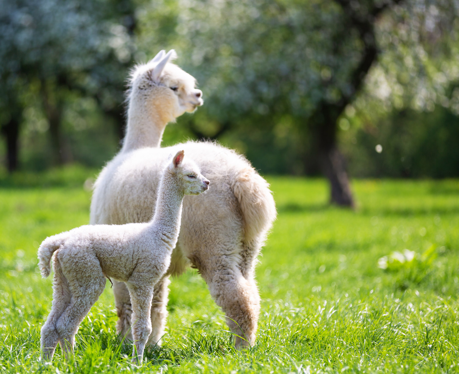 Alpakas länger züchten Allespaka