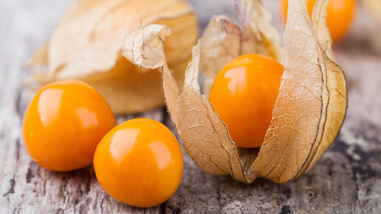 Exotencheck Die Physalis Alles Schule
