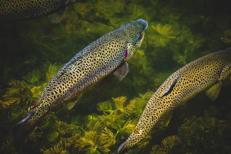These Are The 10 Best Baits For Trout And When I Use Them All Fishing