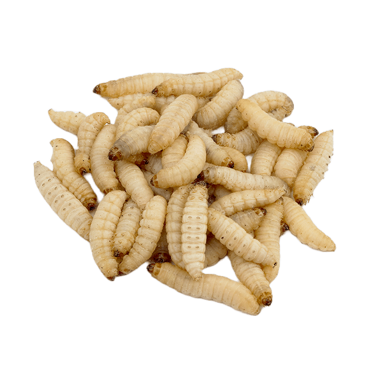 These Are The 10 Best Baits For Trout And When I Use Them All Fishing