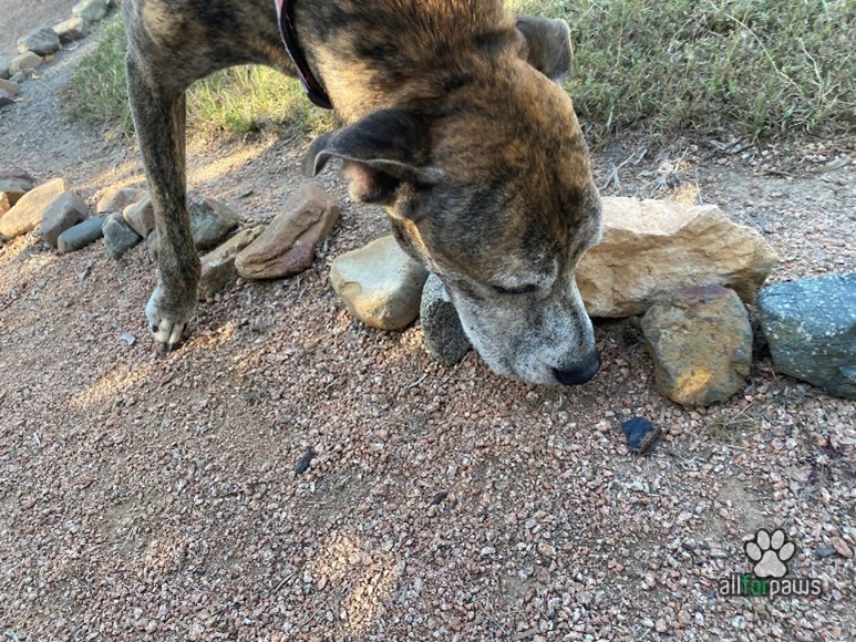 Services All For Paws Pet Retreat Townsville