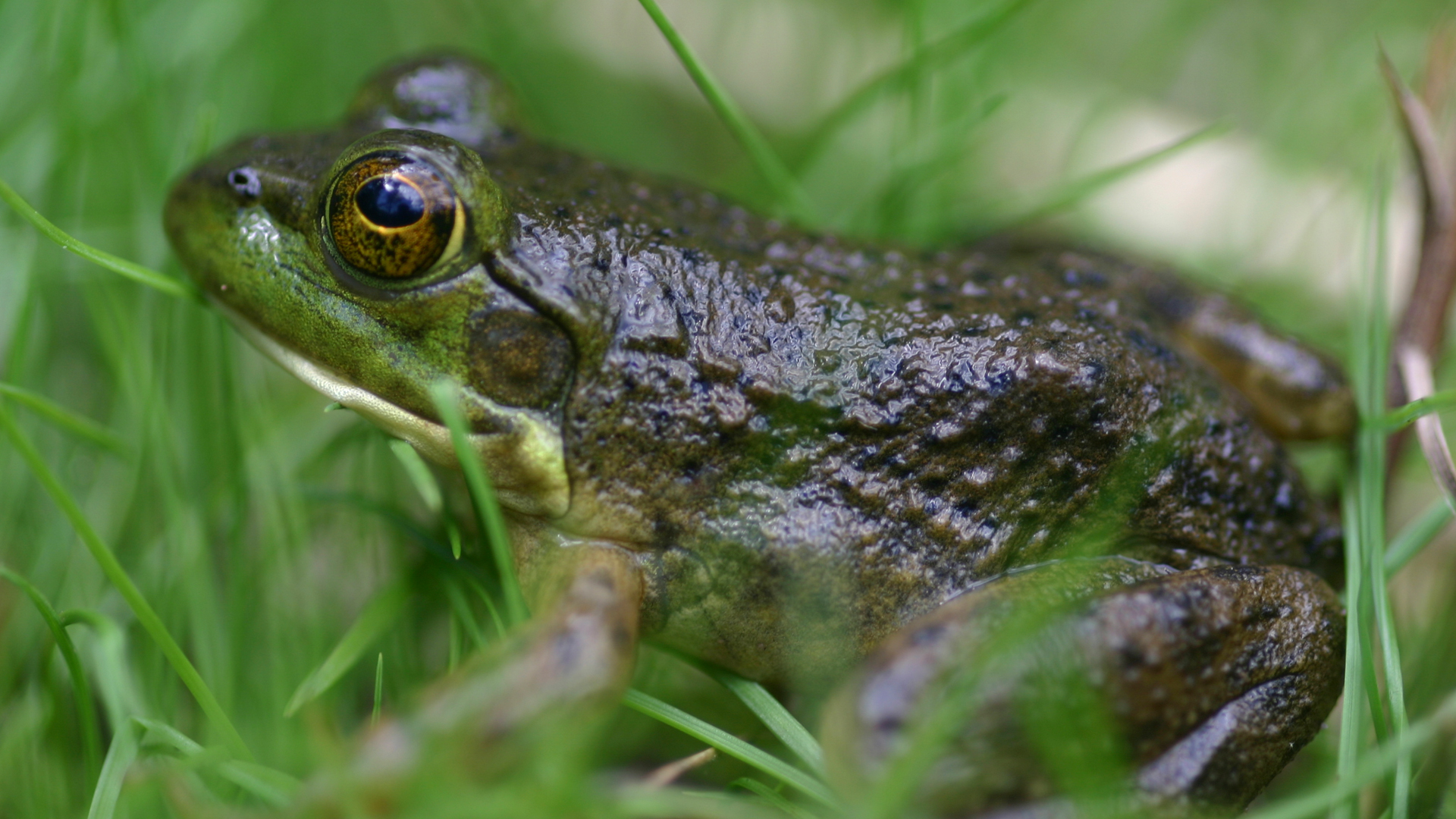 Frog | All for Science™