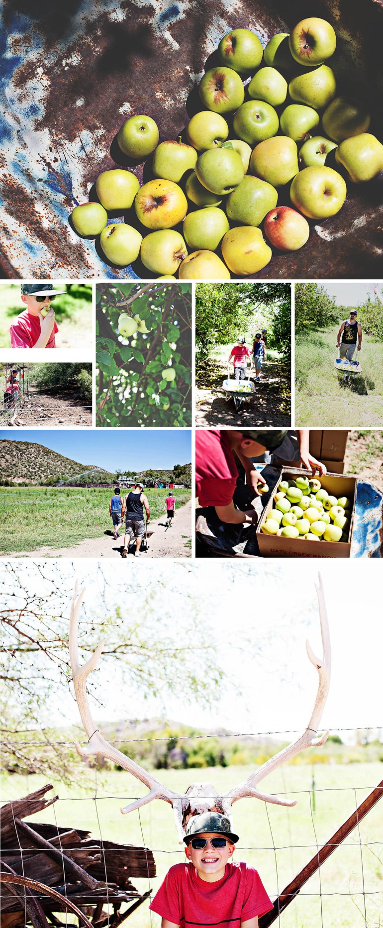 Apple+pickingApple+picking