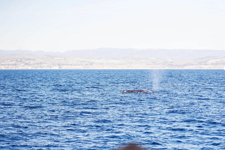 Dana Wharf Sportfishing Whale Watching