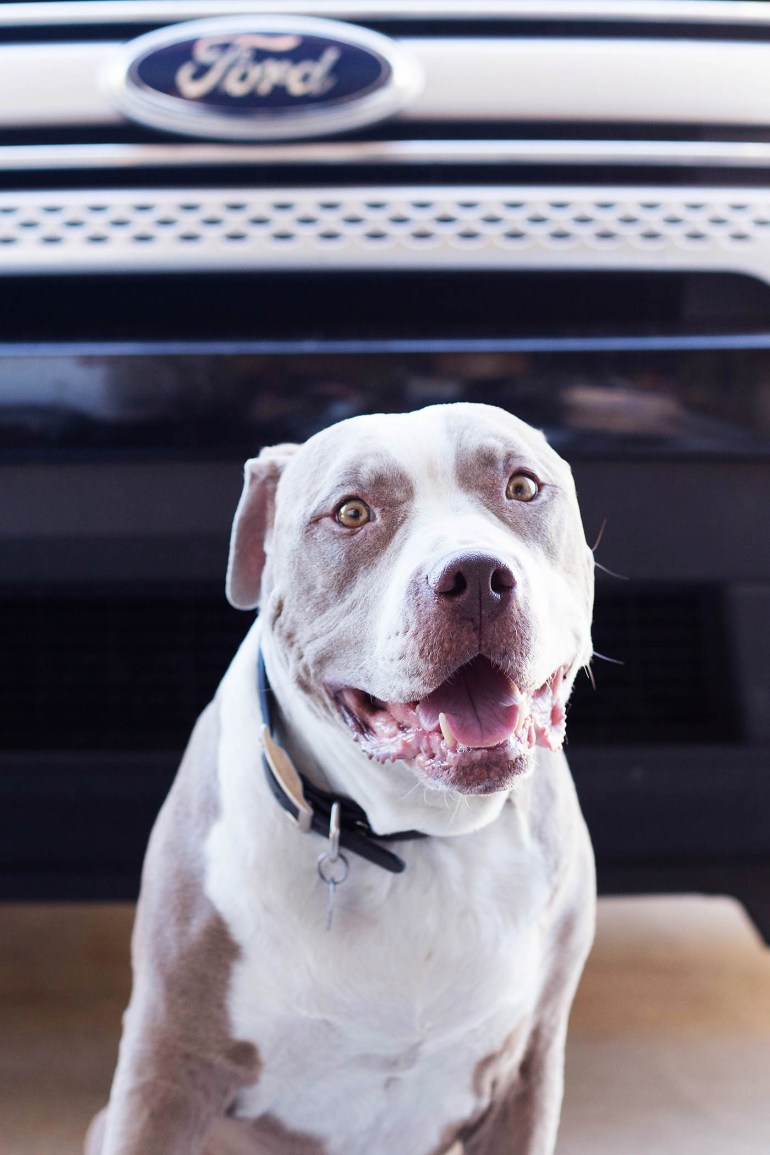 Celebrate National Dog Day with Autotrader! They have some great tips on choosing a dog-friendly car and are even have a "New Dog Smell" air freshener 