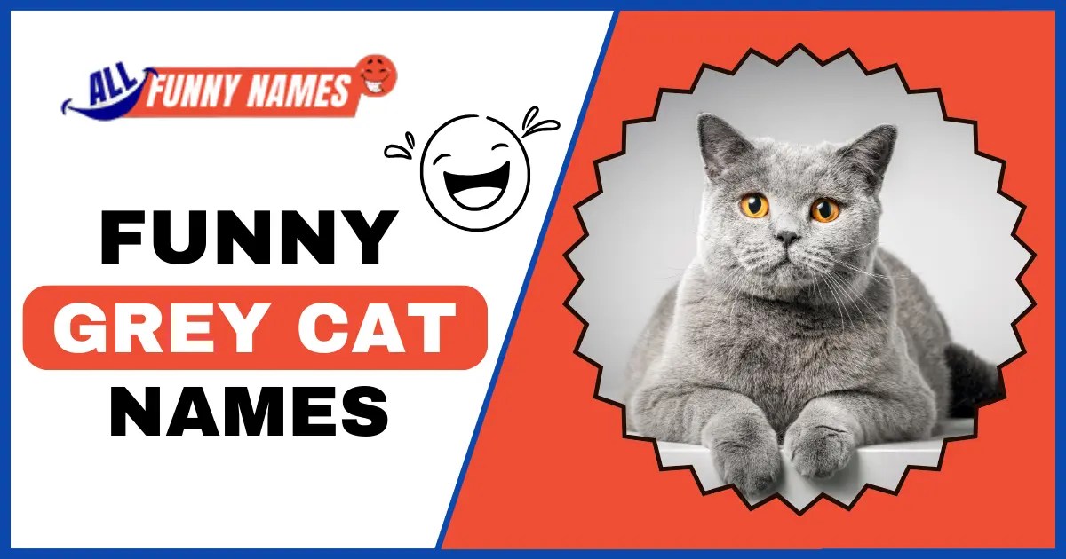 375+ Funny Grey Cat Names CollectionGet Ready to Giggle