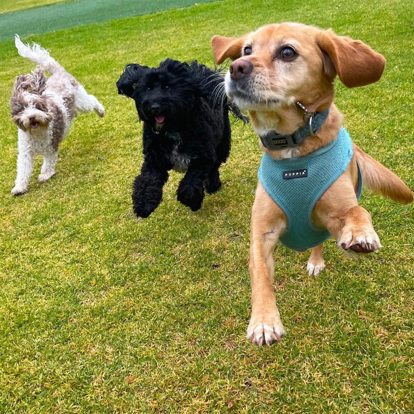 All Fur Fun Simply the Best Sydney's Lower North Shore.