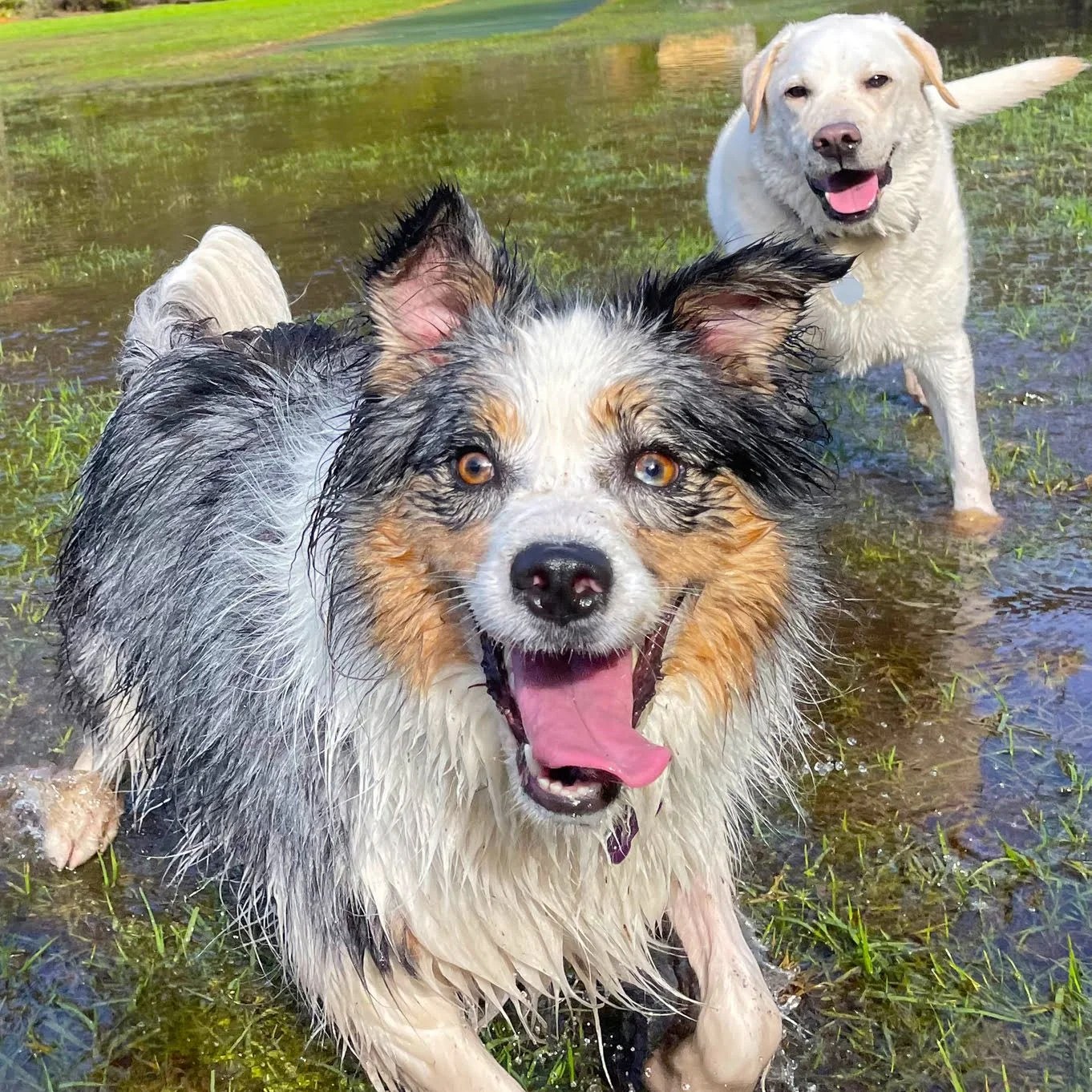 All Fur Fun Simply the Best Sydney's Lower North Shore.